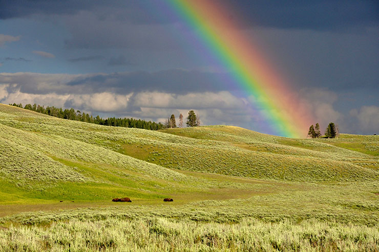 草原の虹